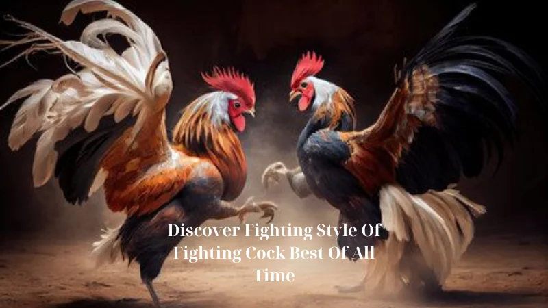 Discover Fighting Style Of Fighting Cock Best Of All Time